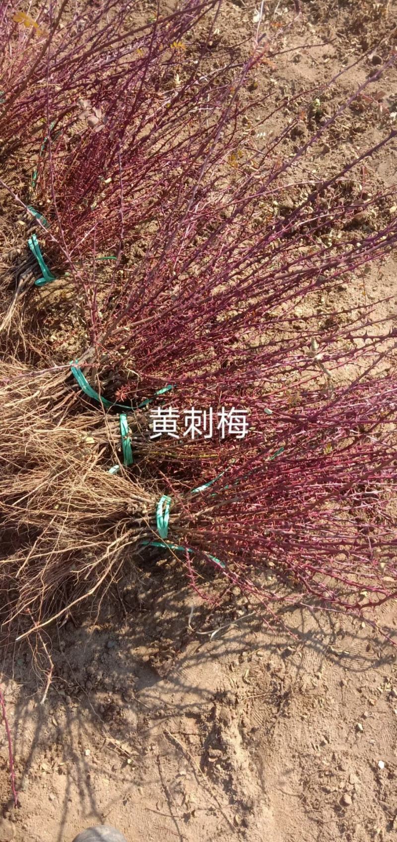 大花重瓣黄刺玫苗东北黄玫瑰刺玫花营养杯黄刺玫