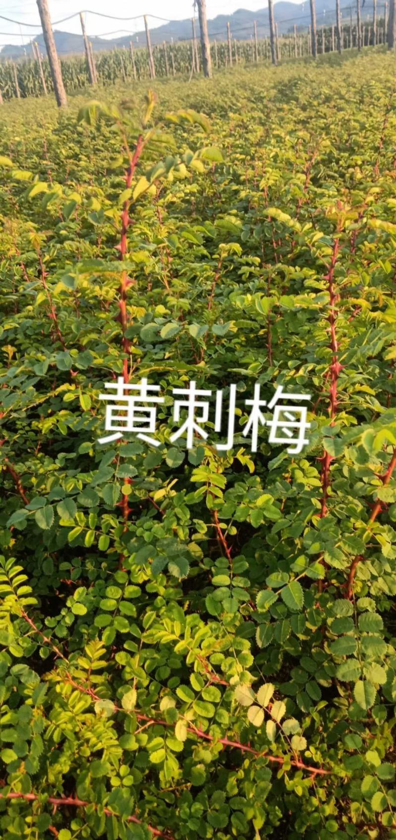 大花重瓣黄刺玫苗东北黄玫瑰刺玫花营养杯黄刺玫