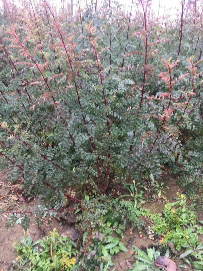 大花重瓣黄刺玫苗东北黄玫瑰刺玫花营养杯黄刺玫