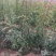 大花重瓣黄刺玫苗东北黄玫瑰刺玫花营养杯黄刺玫