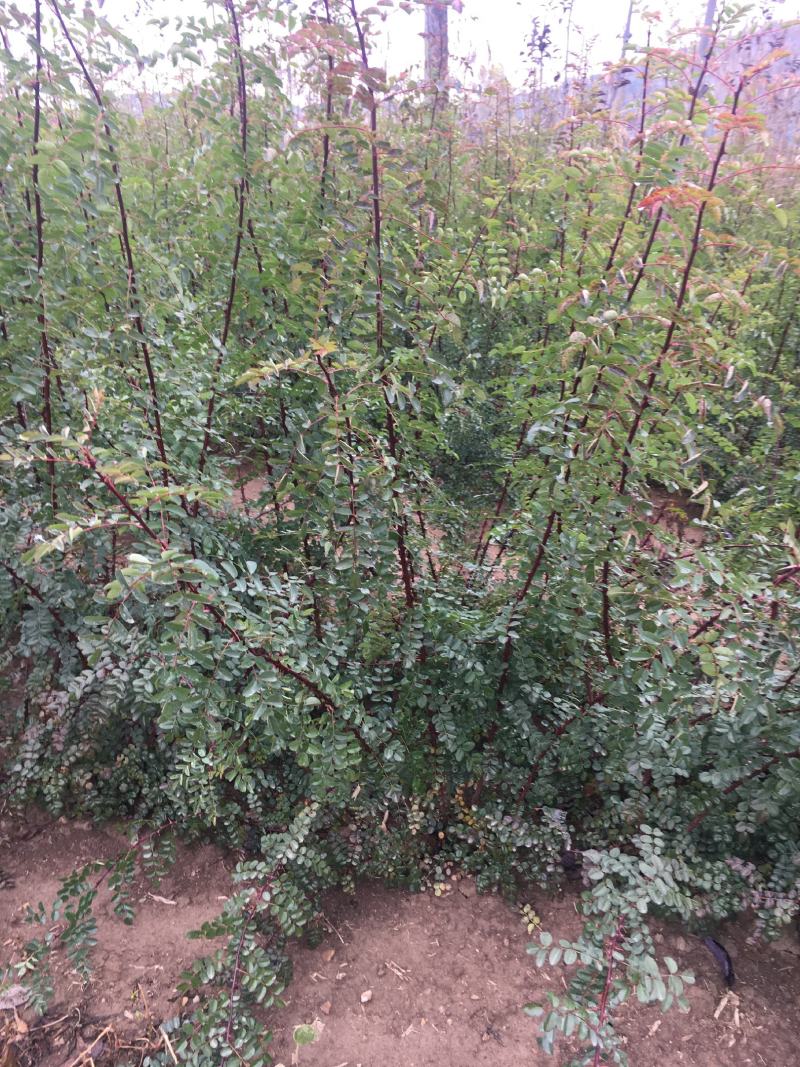 大花重瓣黄刺玫苗东北黄玫瑰刺玫花营养杯黄刺玫