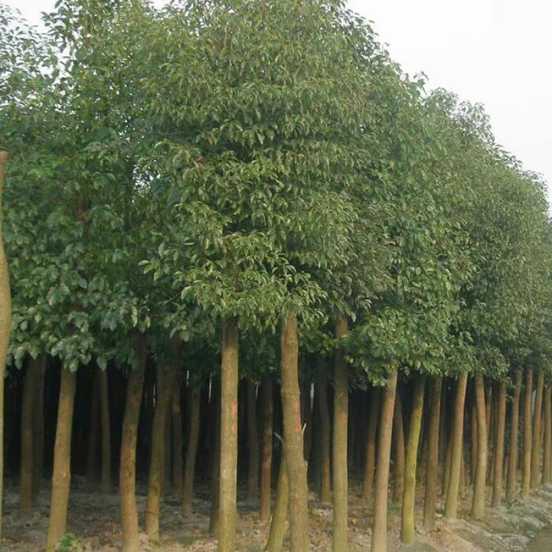 四季常青绿化苗木香樟树苗庭院植物花卉香樟木树苗驱蚊盆栽带