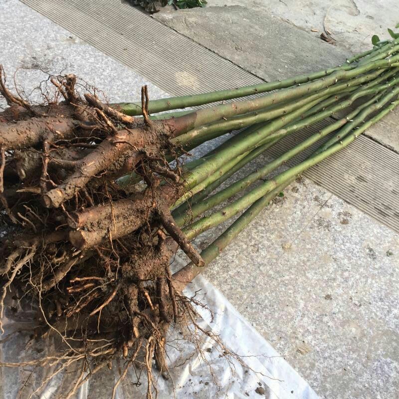 四季常青绿化苗木香樟树苗庭院植物花卉香樟木树苗驱蚊盆栽带