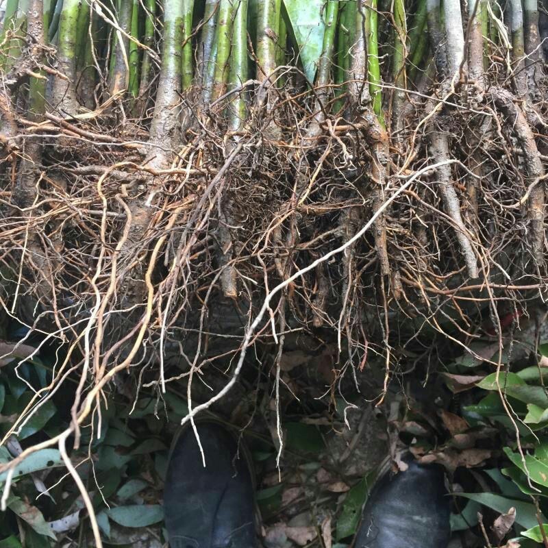 四季常青绿化苗木香樟树苗庭院植物花卉香樟木树苗驱蚊盆栽带