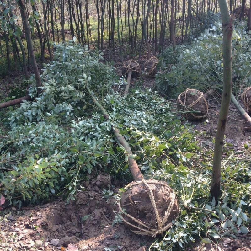 四季常青绿化苗木香樟树苗庭院植物花卉香樟木树苗驱蚊盆栽带