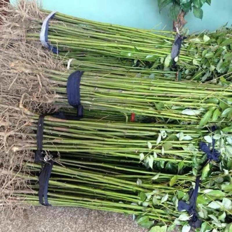 四季常青绿化苗木香樟树苗庭院植物花卉香樟木树苗驱蚊盆栽带