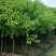 四季常青绿化苗木香樟树苗庭院植物花卉香樟木树苗驱蚊盆栽带