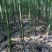四季常青绿化苗木香樟树苗庭院植物花卉香樟木树苗驱蚊盆栽带