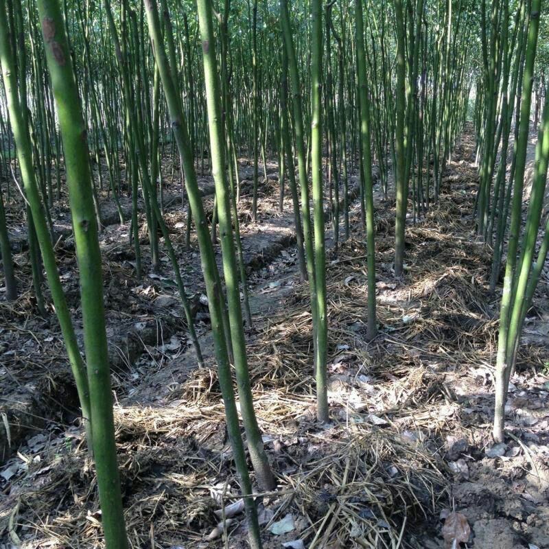 四季常青绿化苗木香樟树苗庭院植物花卉香樟木树苗驱蚊盆栽带