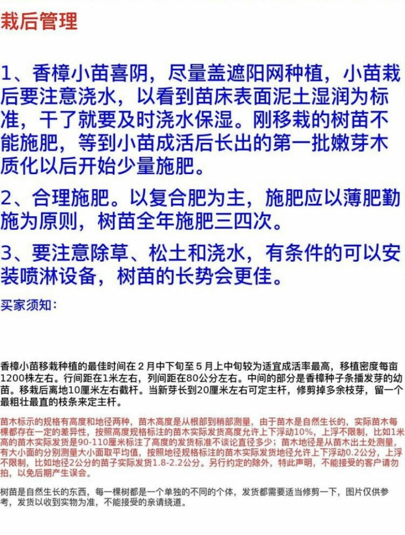 四季常青绿化苗木香樟树苗庭院植物花卉香樟木树苗驱蚊盆栽带