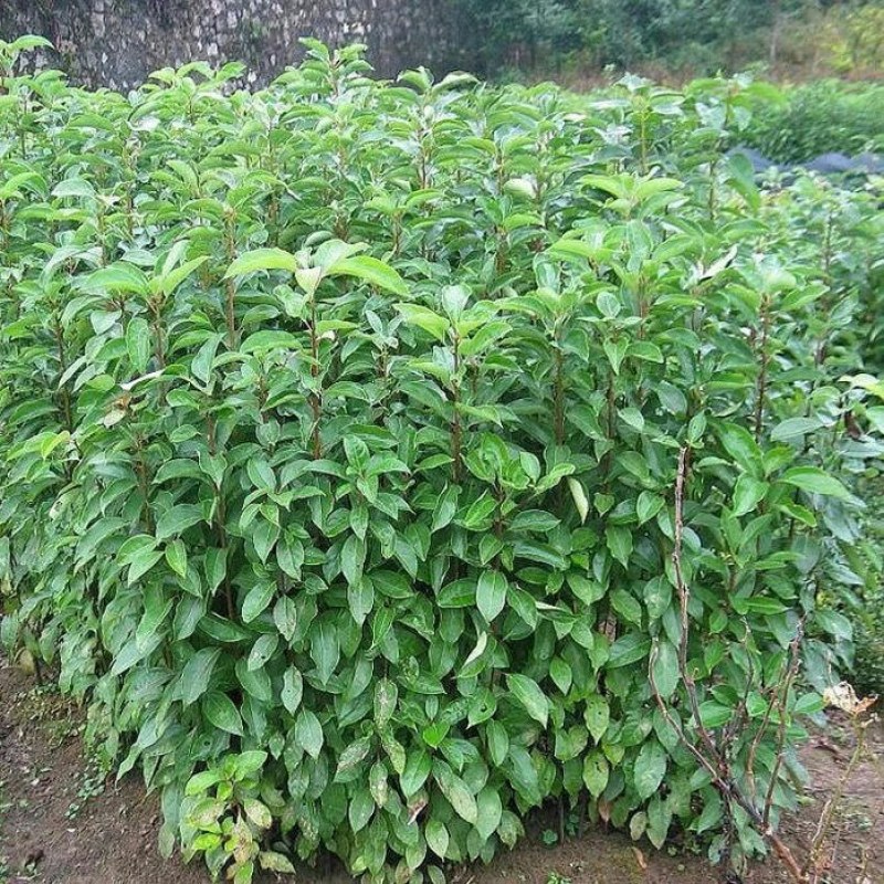 四季常青绿化苗木香樟树苗庭院植物花卉香樟木树苗驱蚊盆栽带