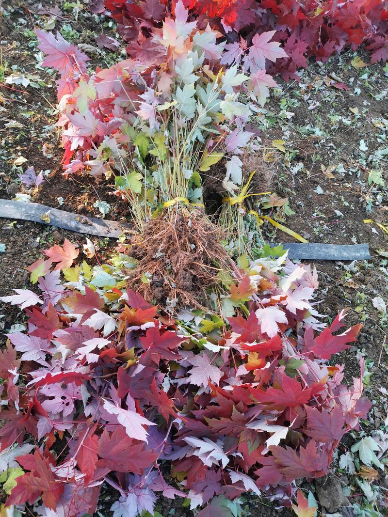 美国红枫秋火焰北方抗寒驯化苗适应地域广成活率高