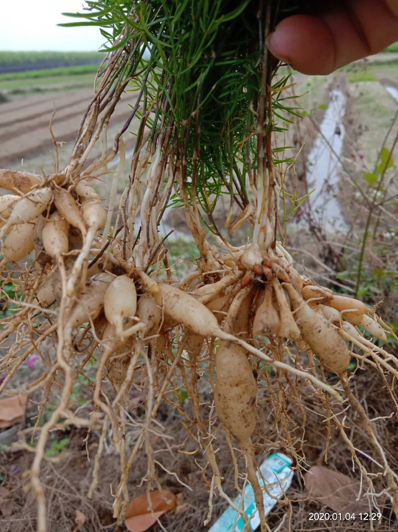 正宗广西良种大天冬苗