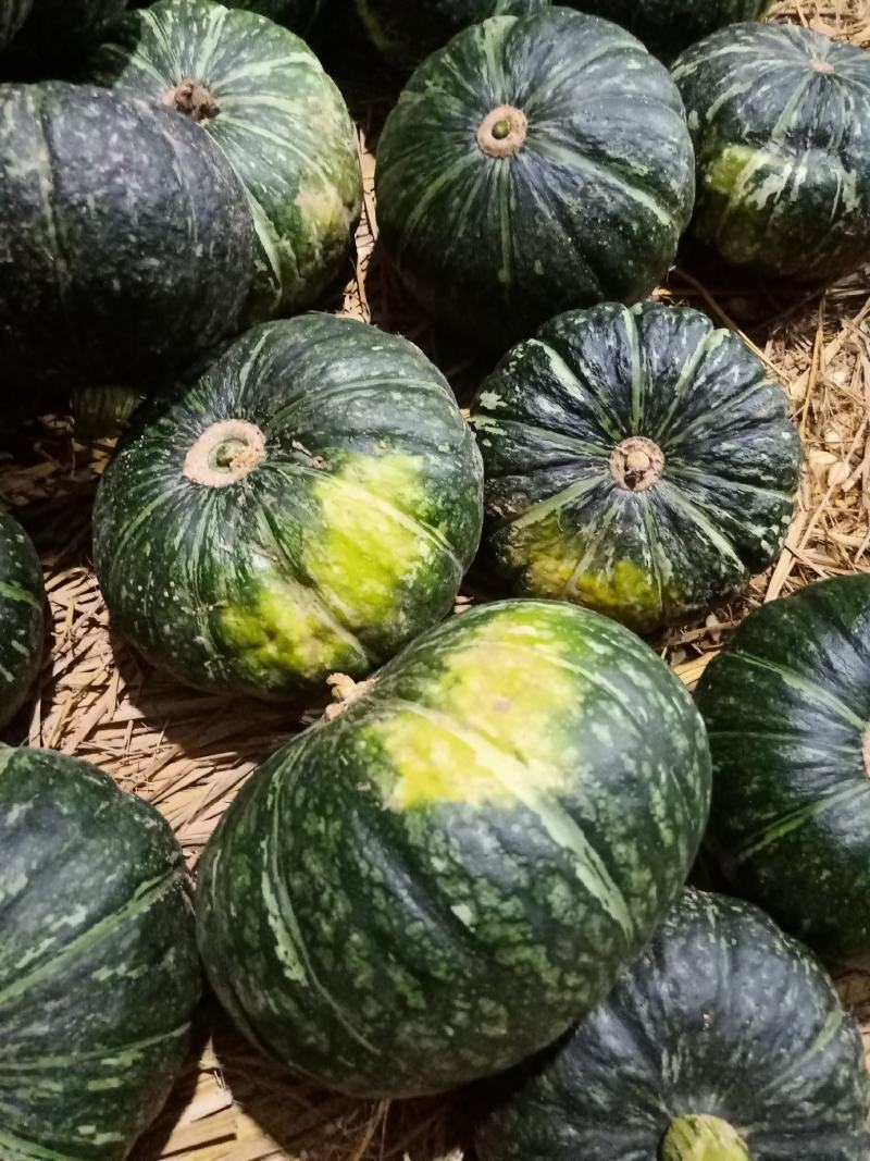 贝贝和板栗南瓜大量上市欢迎老板订货