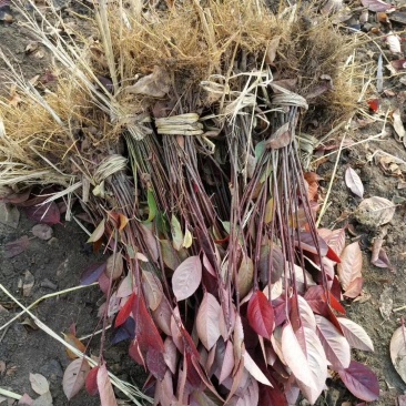 黑果花楸(野樱莓.不老莓)浆果类植物品种保纯产地直销