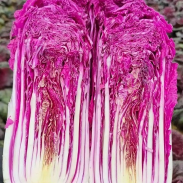 紫白菜，韩国进口紫白菜，紫色白菜