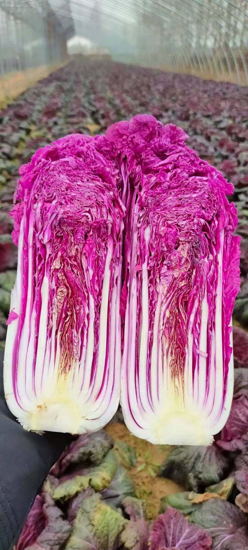 紫白菜，韩国进口紫白菜，紫色白菜