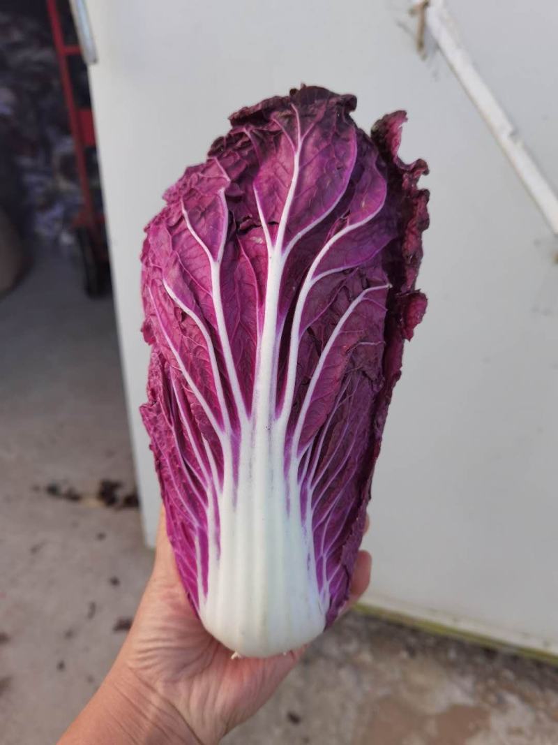 紫白菜，韩国进口紫白菜，紫色白菜