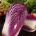 紫白菜，韩国进口紫白菜，紫色白菜