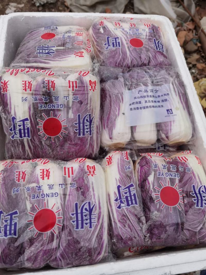 紫白菜，韩国进口紫白菜，紫色白菜