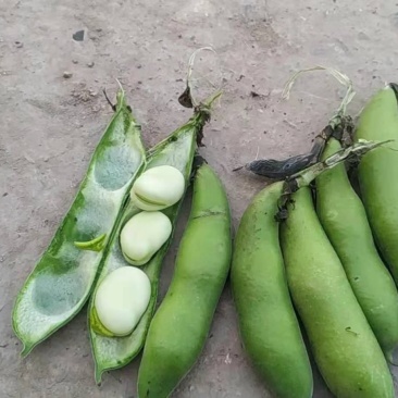 蚕豆四川胡豆兰花豆一手货源大量上市中
