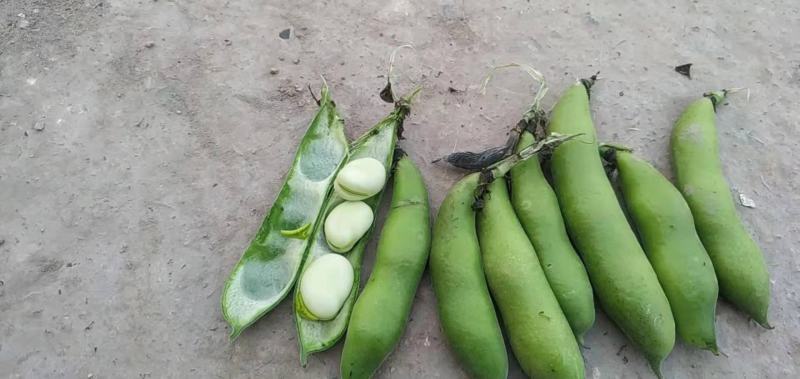蚕豆四川胡豆兰花豆一手货源大量上市中