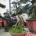 【精品】金弹子盆景，盆景种植基地量大从优欢迎选购