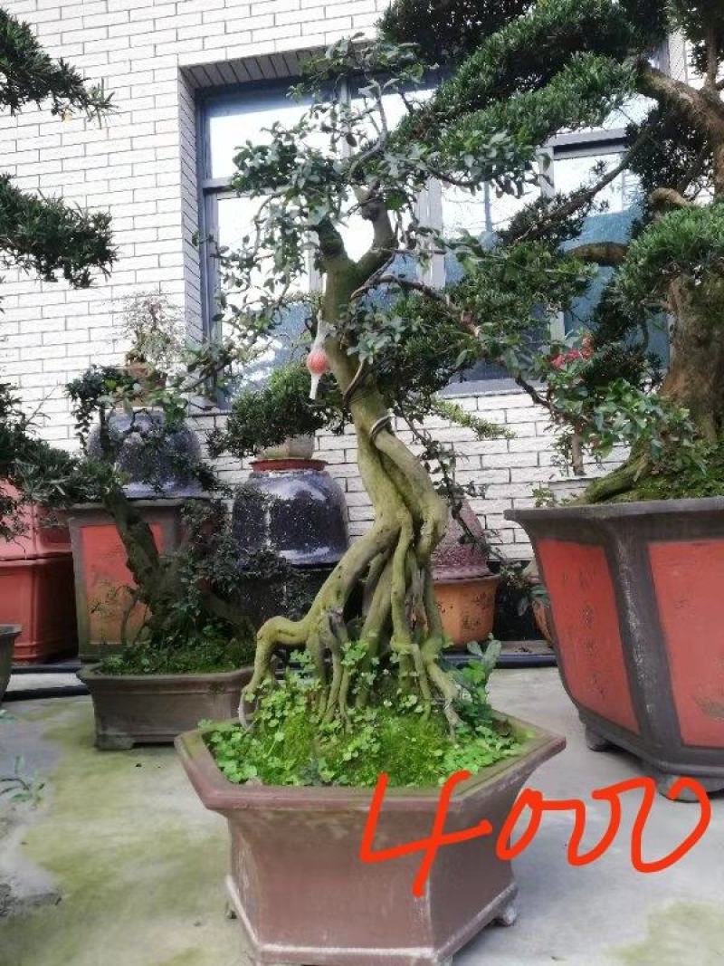【精品】金弹子盆景，盆景种植基地量大从优欢迎选购