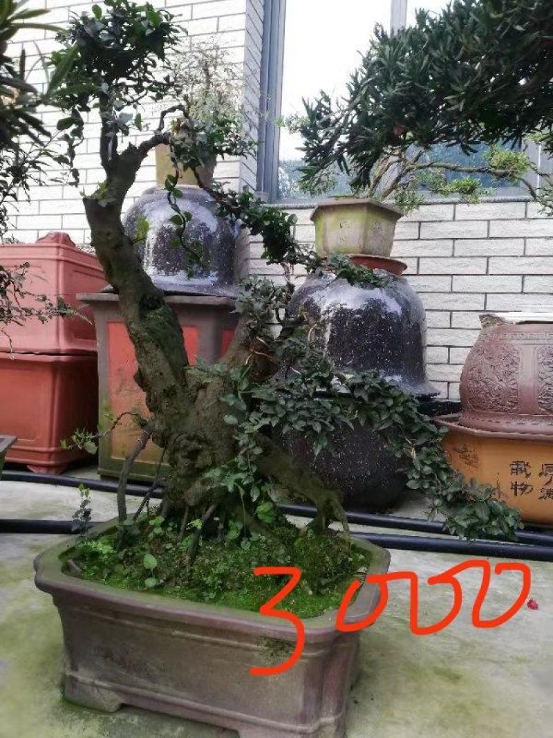 【精品】金弹子盆景，盆景种植基地量大从优欢迎选购