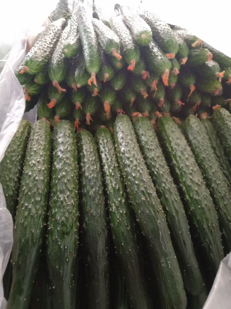山东优质密刺，亮条，黄瓜大量供应一首货源，量大价优
