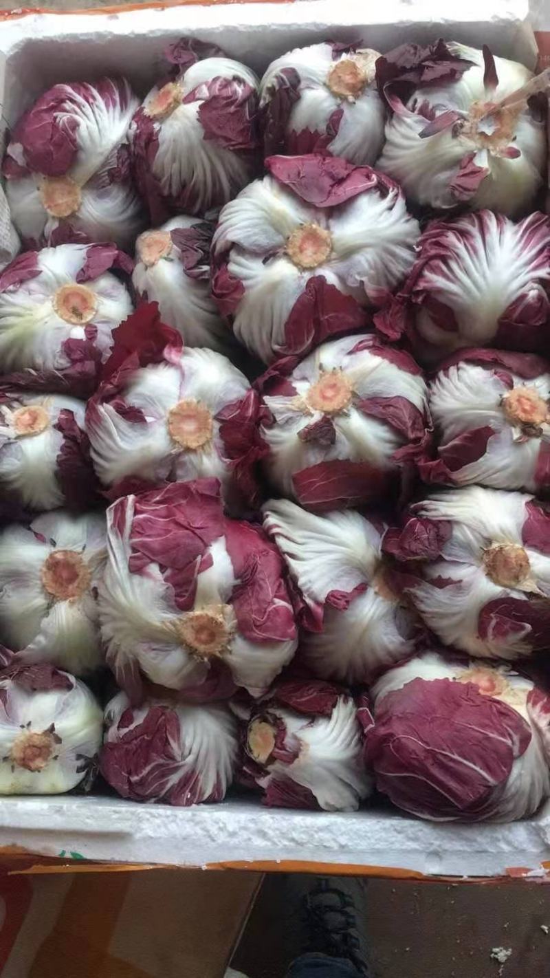 红地球菊苣红球紫菊