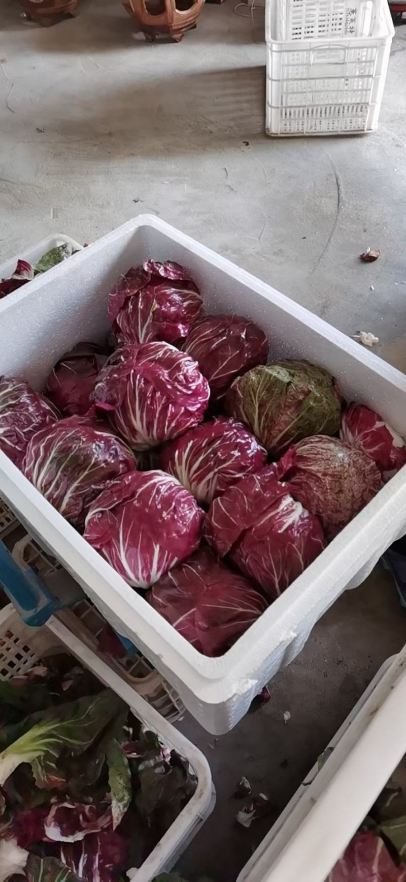 红地球菊苣红球紫菊