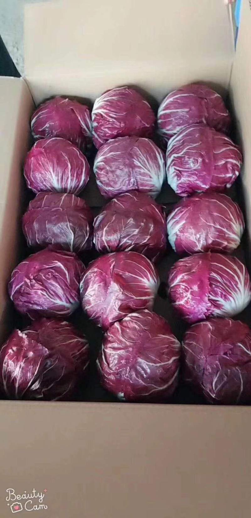 红地球菊苣红球紫菊