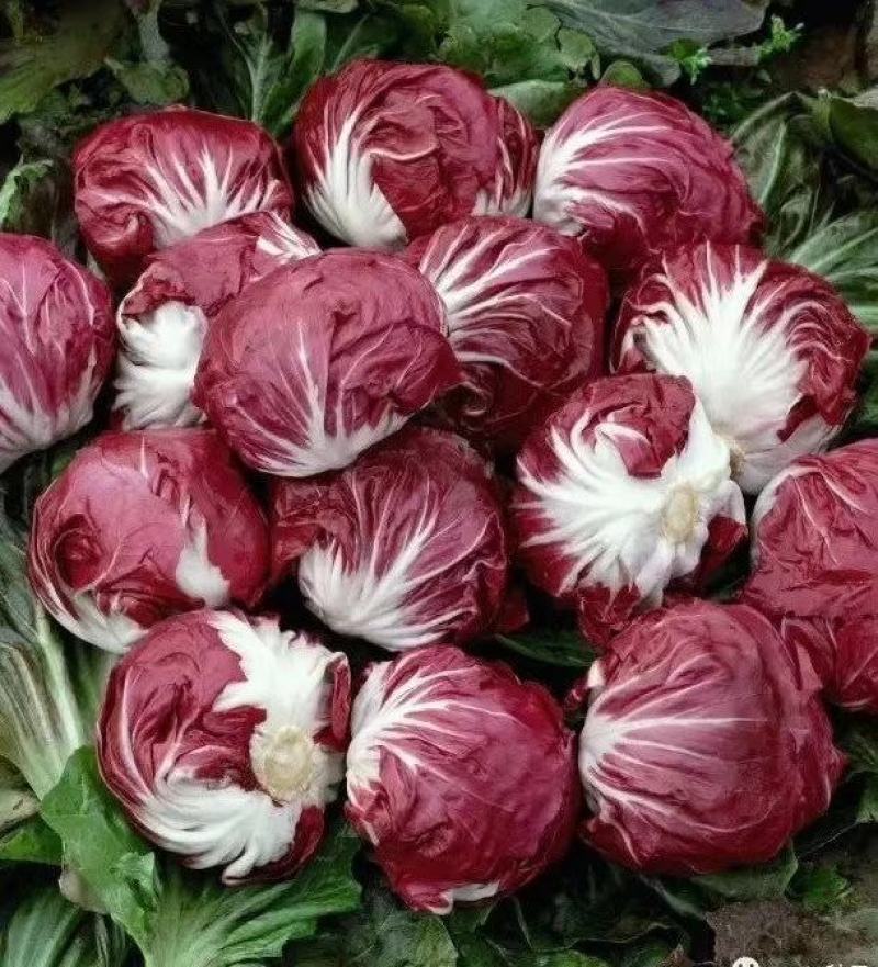红地球菊苣红球紫菊