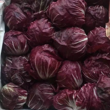 红地球菊苣红球紫菊