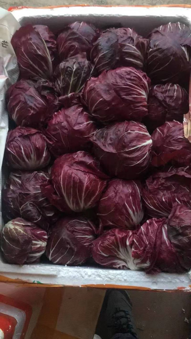 红地球菊苣红球紫菊