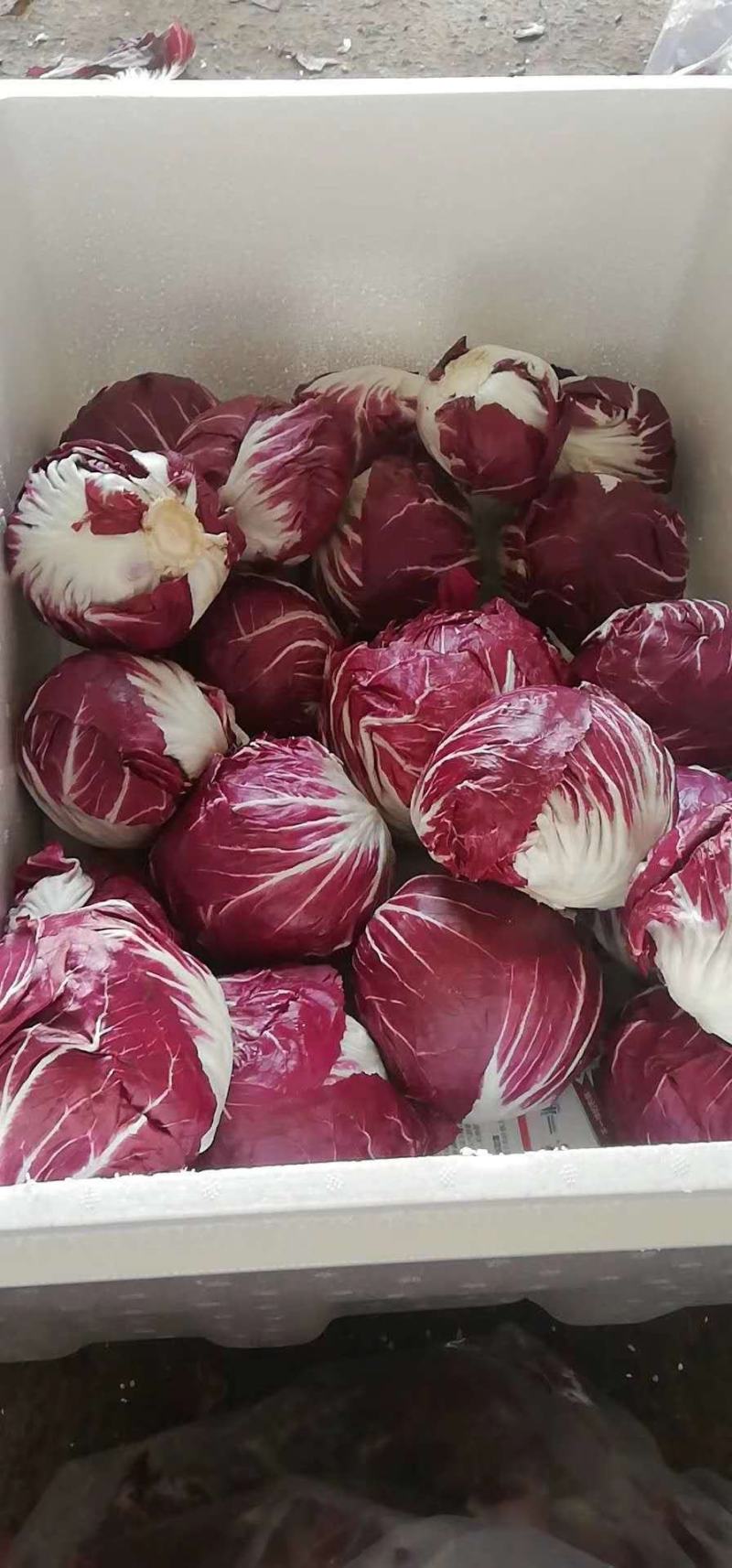 红地球菊苣红球紫菊