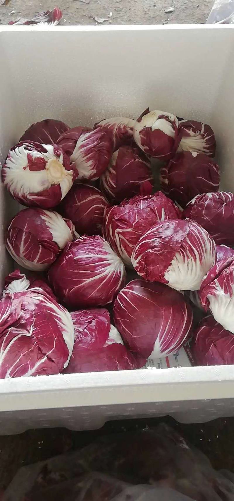 红地球菊苣红球紫菊