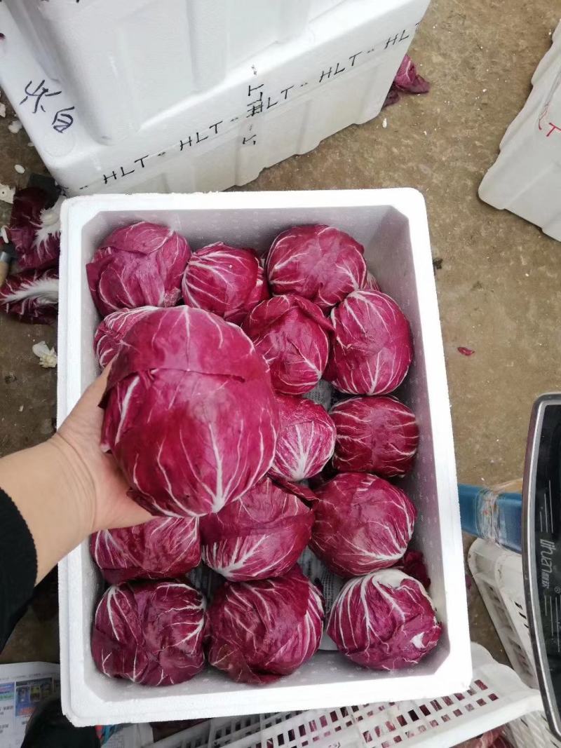 红地球菊苣红球紫菊