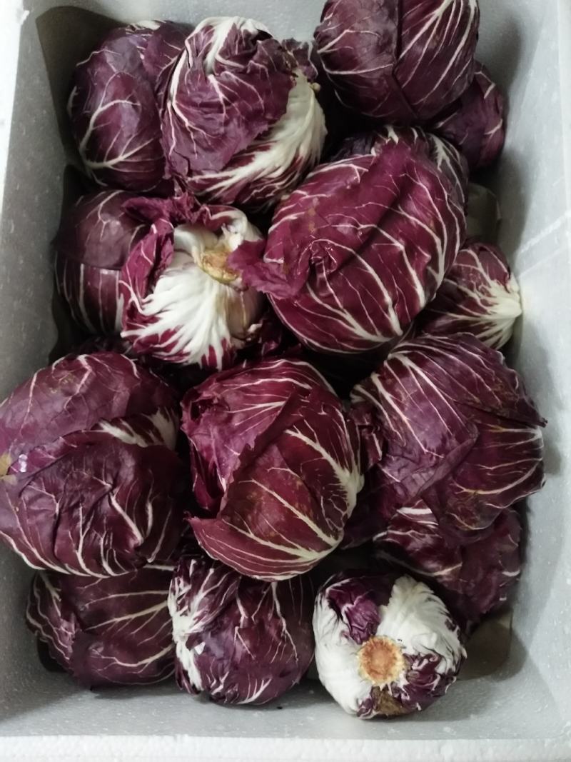 红地球菊苣红球紫菊