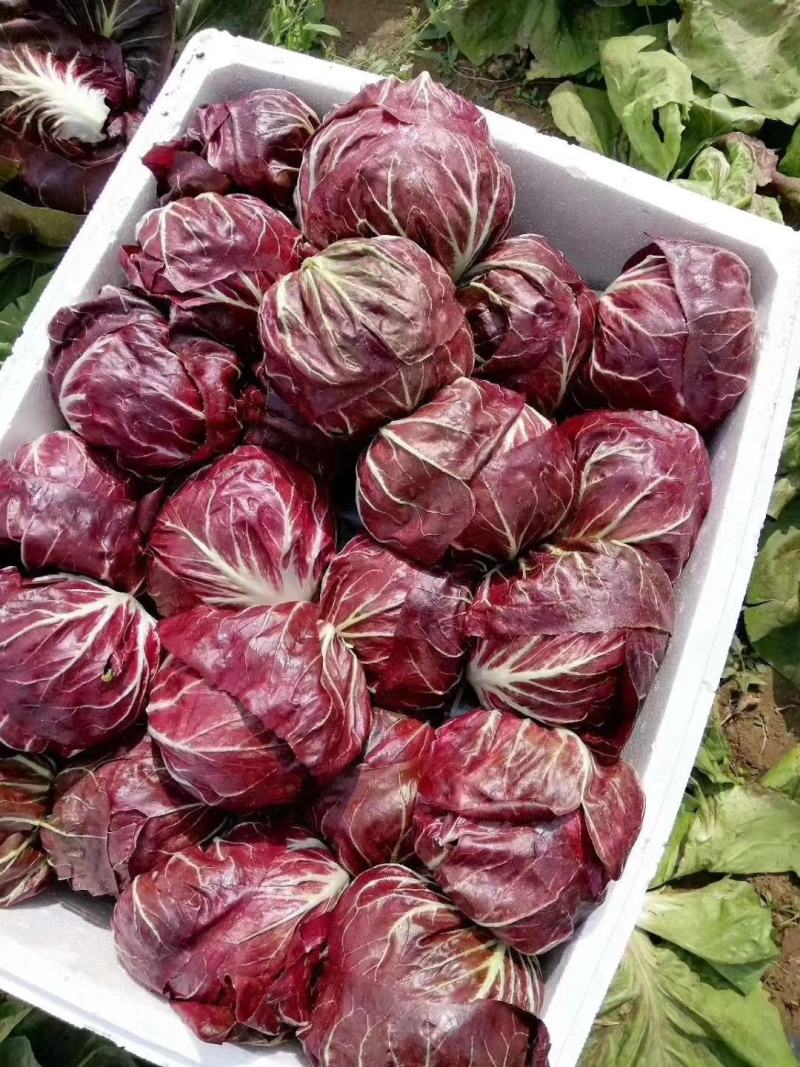 红地球菊苣红球紫菊