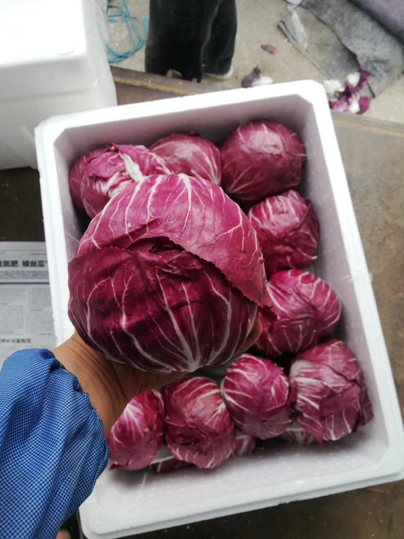 红地球菊苣红球紫菊