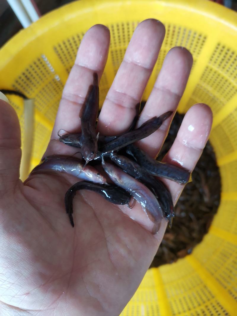 塘角鱼鱼苗三黄快大苗胡子鲶鱼苗支持全国快递空运