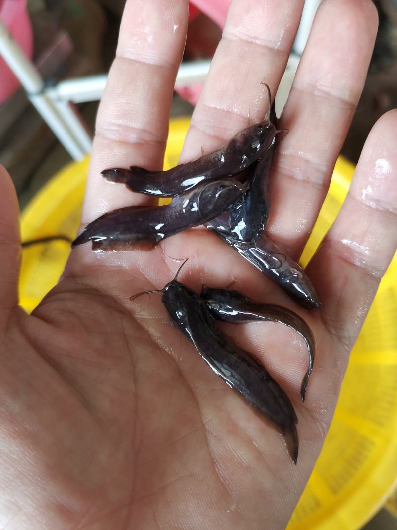 塘角鱼鱼苗三黄快大苗胡子鲶鱼苗支持全国快递空运