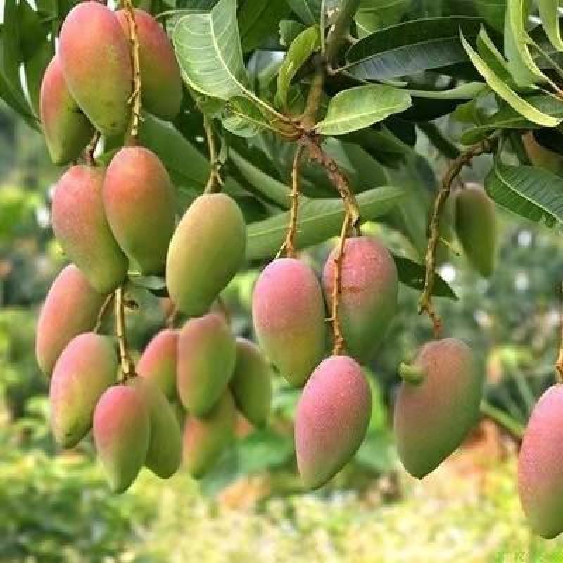 芒果树苗实生苗缅甸8号海南种送生根粉包邮