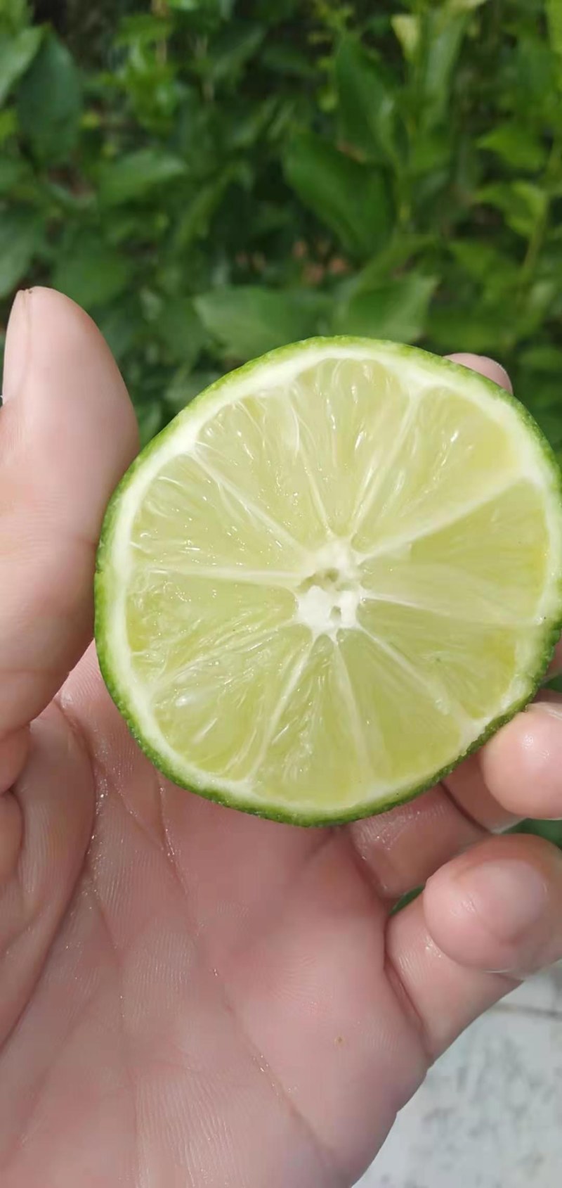 塔西堤无籽柠檬奶茶专用