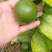 塔西堤无籽柠檬奶茶专用