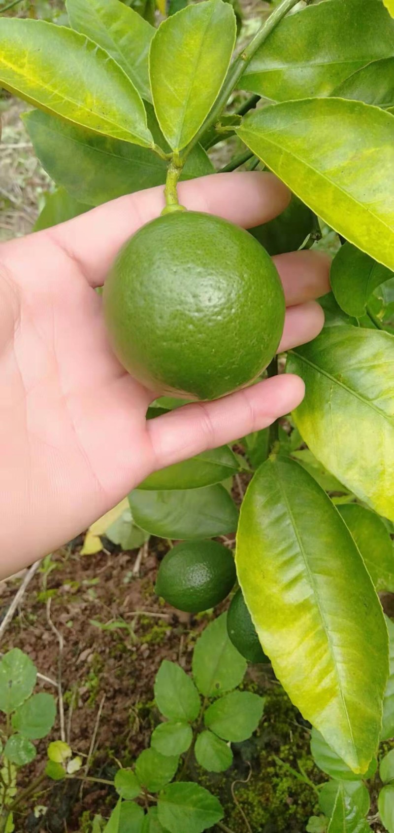 塔西堤无籽柠檬奶茶专用