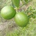 塔西堤无籽柠檬奶茶专用