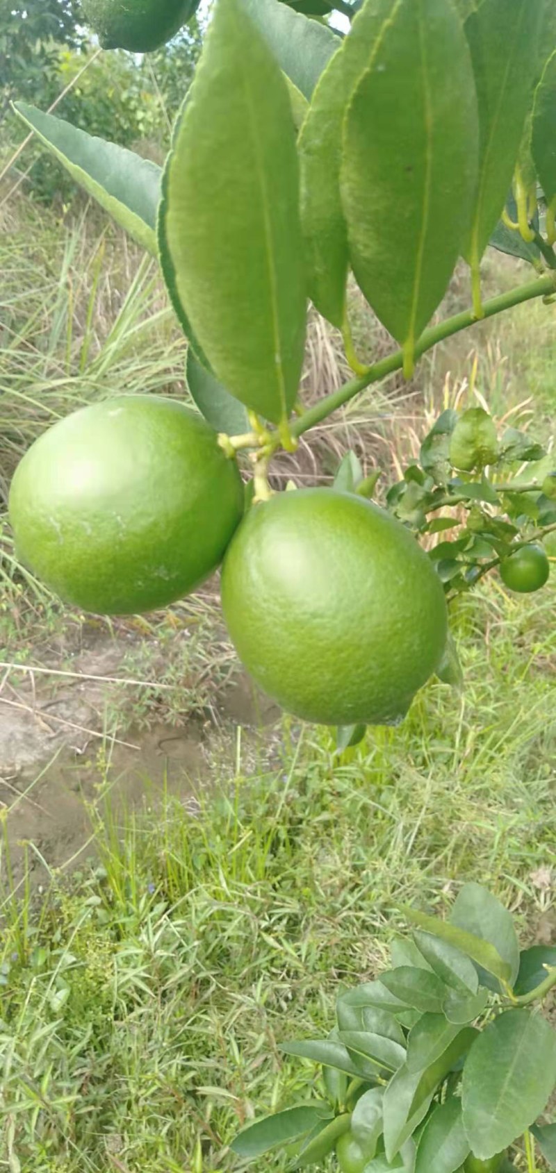 塔西堤无籽柠檬奶茶专用